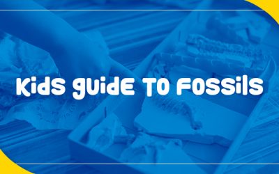 Kids Guide to Fossils