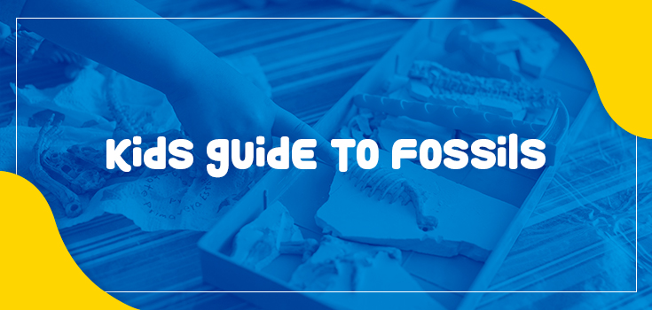 Kids Guide to Fossils